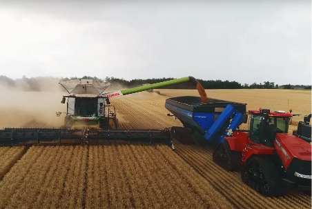 A combine harvester and tractor collect grains at Allam Farms.