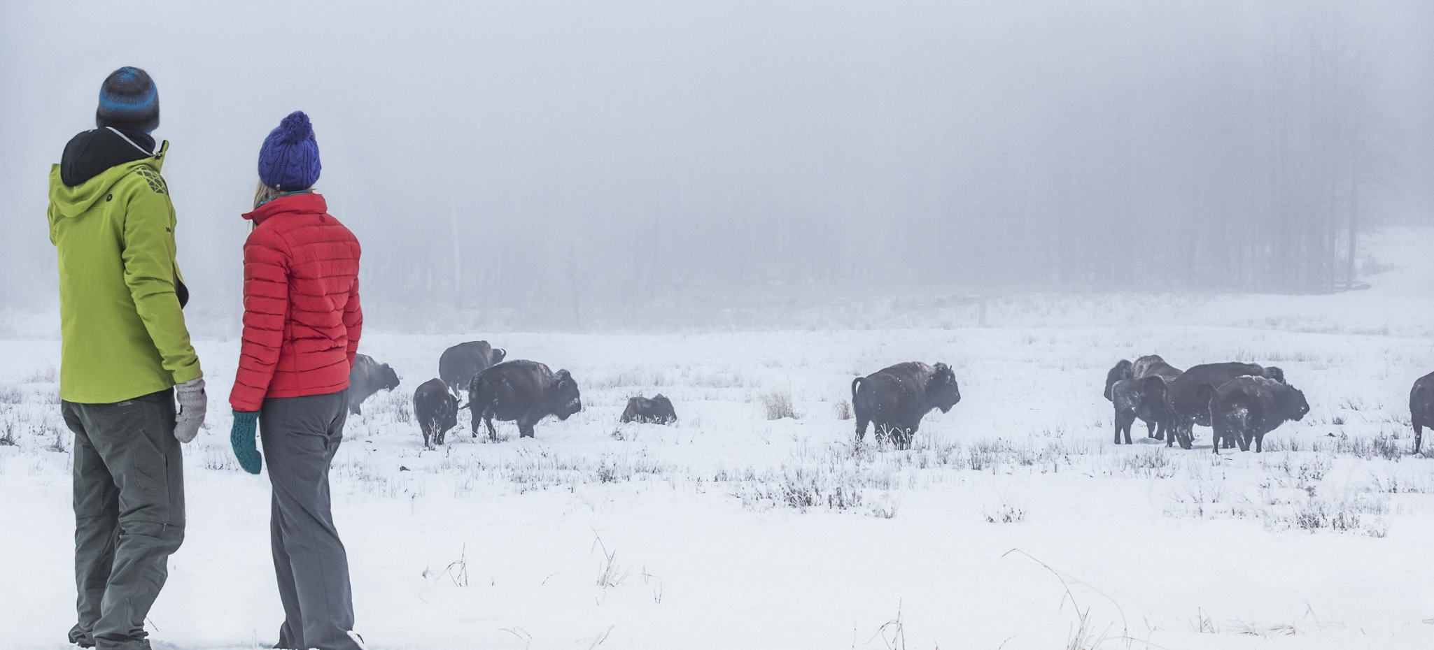 A couple stand in the snow, watching a herd of bison from a distance.